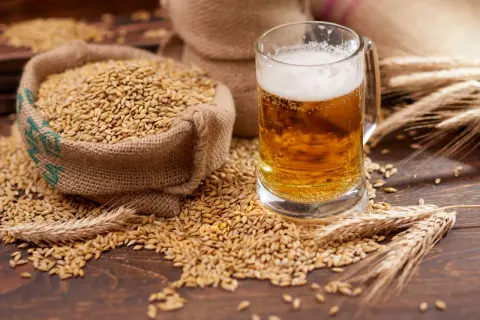 Słód jęczmienny, z którego powstaje piwo, zawiera gluten. Ziarna jęczmienia rozsypane wokół szklanki piwa i worka.