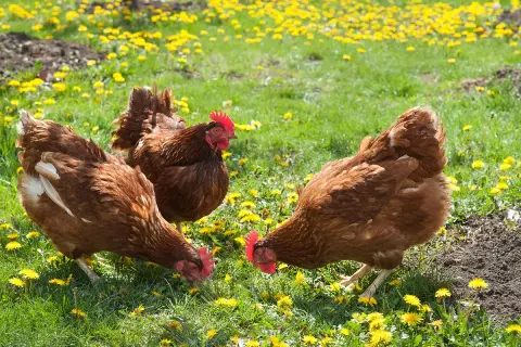 Czym odrobaczać kury, aby skutecznie zwalczyć pasożyty?