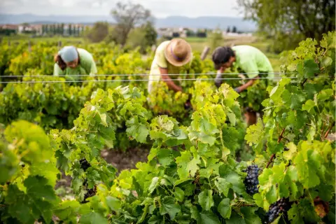 Arbeiter ernten Trauben im Weinberg. Der biodynamische Weinbau steht für nachhaltige Landwirtschaft und gesunde Reben.