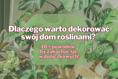 Dlaczego uprawiamy rośliny doniczkowe? Odkryj ich niezwykłe korzyści