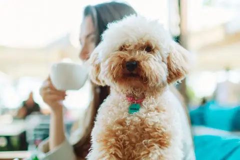 En fluffig hund med en mintgrön bricka på sitt rosa halsband njuter av en fika med sin ägare.