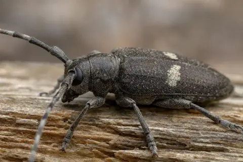 En stor skalbagge med långa antenner sitter på en träbit. Den kan vara ett husbock symptom.