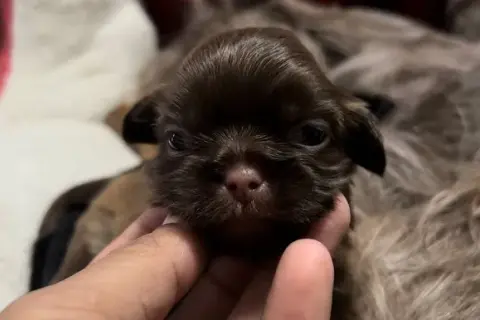 Cuándo abren los ojos los perros y qué esperar en su desarrollo