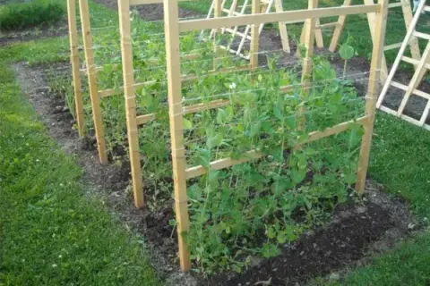 Cuándo se planta los guisantes: evita errores comunes en la siembra