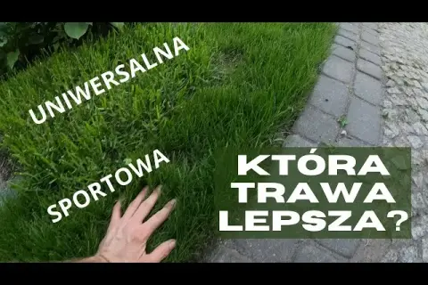 Jaką trawę na działkę rekreacyjną wybrać, by uniknąć problemów?