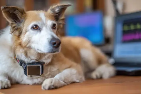 Un chien porte un collier avec un appareil, peut-être pour un son ultrason chien. Il est allongé près d'un ordinateur affichant des graphiques.