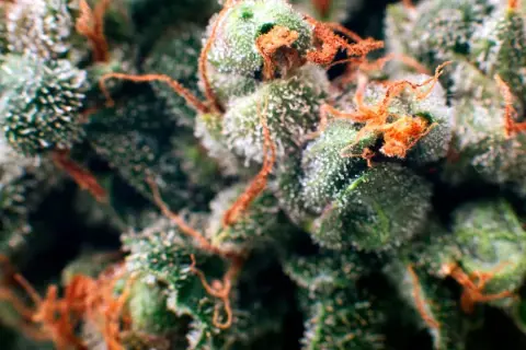 Czy medyczna ma THC? Odkryj stężenia i skutki terapeutyczne
