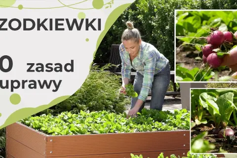 Rzodkiew kiedy siać – uniknij błędów i ciesz się obfitym plonem