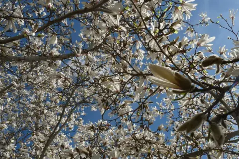 En magnoliaknopp i kruka sträcker sig mot den blå himlen, omgiven av blommor och grenar.