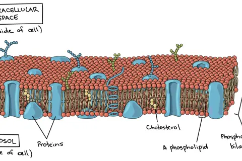 Zellplasma-Funktion: Die Zellmembran mit Phospholipiden, Proteinen und Cholesterin trennt das Innere (Zytosol) vom Äußeren.