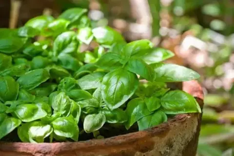 Cuándo plantar albahaca para obtener la mejor cosecha posible
