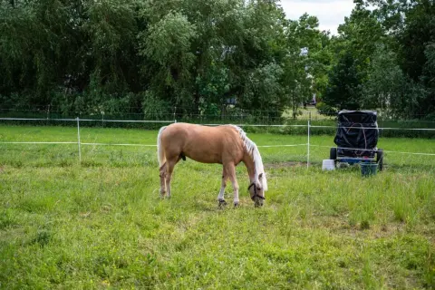 Jasnobrązowy koń z białą grzywą pasie się na łące. W tle widać drzewa i wózek z czarnym workiem, prawdopodobnie do podłączenia pastucha.