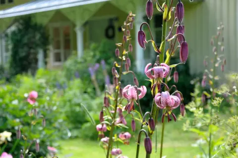 En lummig cottage garden med rosa liljor i förgrunden och ett gult hus i bakgrunden.