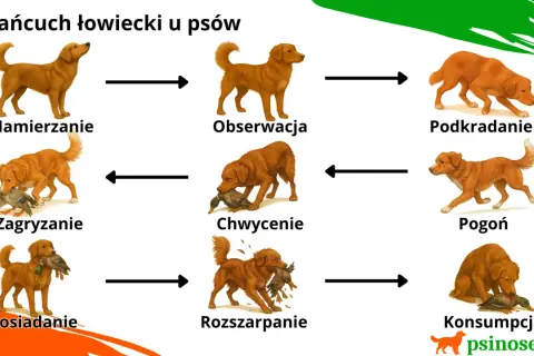 Łańcuch łowiecki u psów: namierzanie, obserwacja, podkradanie, pogoń, chwycenie, rozszarpanie, konsumpcja. Legawy pies myśliwski w akcji.