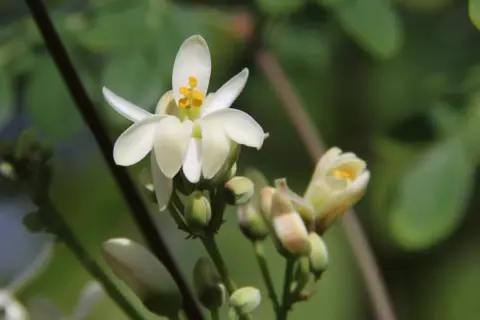 Fiori bianchi delicati sbocciano sul moringa albero, promettendo nutrimento e benessere.