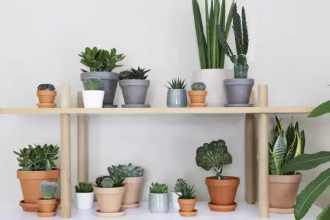 En hylla med en samling suckulenter och kaktusar, en perfekt succulent sorter.