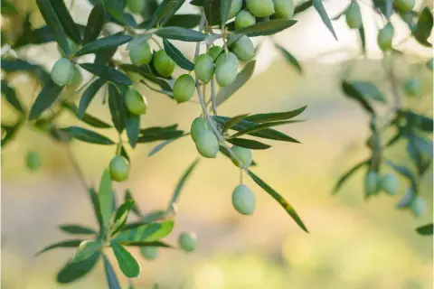 Des olives vertes mûrissent sur une branche, prêtes à être récoltées. Un jour, elles seront pressées pour faire de l'huile, ou peut-être serviront-elles à planter un olivier.
