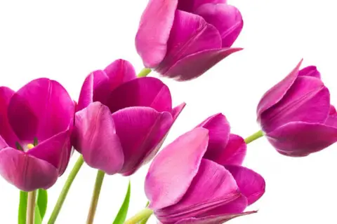Piękne, fioletowe tulipany. Idealny czas, kiedy sadzić tulipany, to jesień, by wiosną cieszyć się ich kwitnieniem.