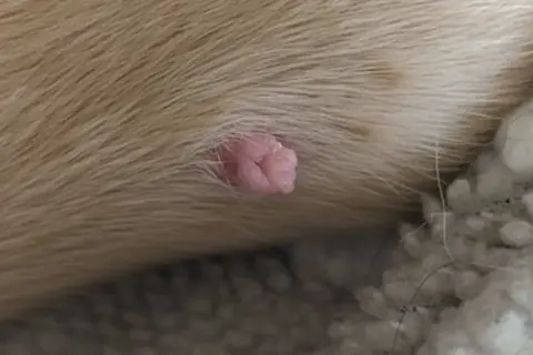 Primer plano de verrugas en perros, una pequeña protuberancia rosada y carnosa en la piel de un perro.