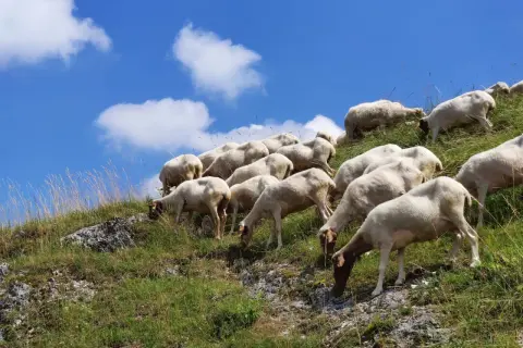 Un gregge di pecore pascola su un pendio erboso sotto un cielo azzurro con nuvole bianche. La vita media di una pecora è di circa 10-12 anni.