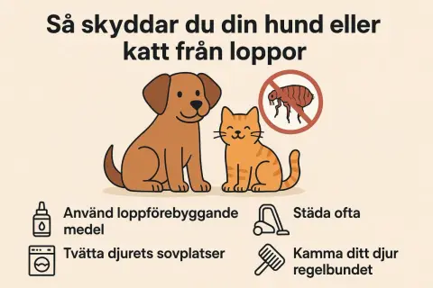 En glad hund och katt bredvid en skylt med en loppa och ett förbudstecken. Tips för att skydda ditt husdjur från hundloppor.