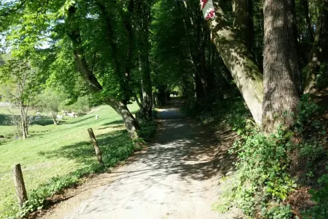 Schattenreicher Weg auf der korkenziehertrasse Solingen, mit Kühen auf der Weide links.