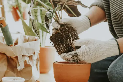 Ręce w białych rękawiczkach delikatnie wyjmują bryłę korzeniową rośliny z doniczki, przygotowując ją do przesadzania.