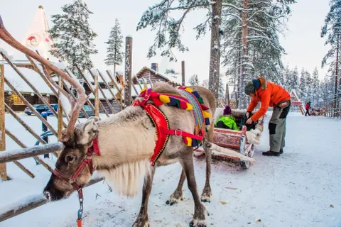 Renifer w uprzęży czeka na przejażdżkę w Rovaniemi, stolicy Laponii. Dziecko w saneczkach i mężczyzna w pomarańczowej kurtce.