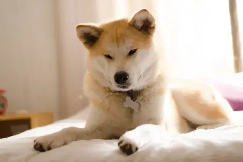 Akita Inu: Co je? Jak karmić dla zdrowia i długiego życia?