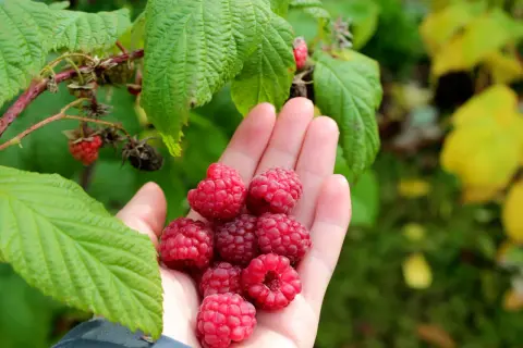 En hand full med nyplockade hallon, redo att plantera hallonbuskar för framtida skörd.