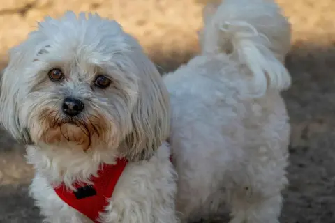 Un adorable Bichón Maltés con un corte de pelo veraniego, luciendo un arnés rojo.