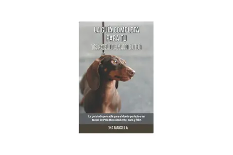 Guía para como educar a un teckel de pelo duro. Un teckel marrón mira atentamente.