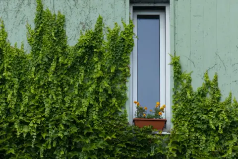 L'edera ricopre un muro di cemento, nascondendolo con il suo verde rigoglioso. Un piccolo vaso di fiori arancioni adorna il davanzale.