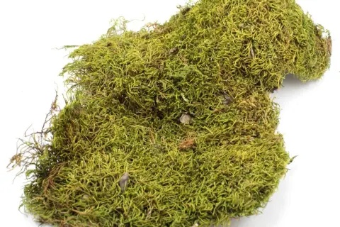 Jak przygotować mech do terrarium, aby uniknąć problemów z pleśnią