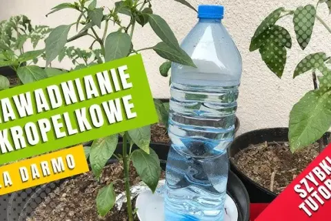 Nawadnianie z butelki: Proste DIY na urlop i nie tylko