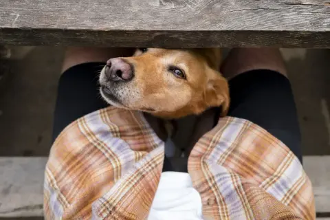 A dog's head peeks under a wooden bench, sniffing. This is why do dogs smell your crotch: they're gathering information!