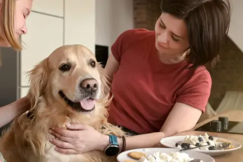 Złoty retriever z językiem na wierzchu, głaskany przez dwie kobiety. Na stole talerze z twarogiem i jagodami. Czy pies może jeść twaróg?