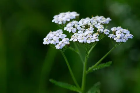 Kwiatostany krwawnika pospolitego, delikatne białe baldachy na zielonym tle. Idealny do uprawy w ogrodzie.