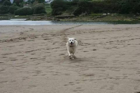 Un perro blanco corre feliz por la playa de Oyambre.