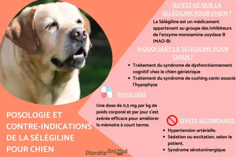 Un chien labrador est représenté. Le texte explique la sélégiline pour chien, ses usages, sa posologie et ses effets secondaires, comme l'hypertension.