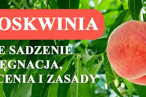 Kiedy sadzimy brzoskwinie, aby uniknąć mrozu i zapewnić wzrost