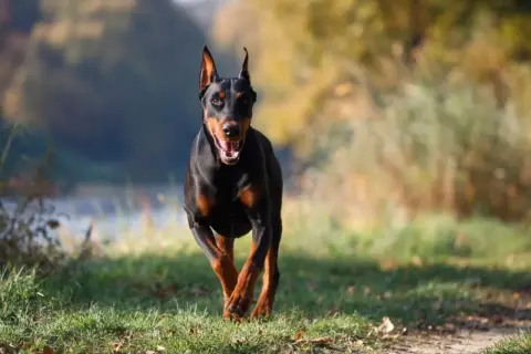 Czarny doberman biegnie przez trawiasty teren. Jego waga jest idealnie proporcjonalna do sylwetki, co widać po jego dynamicznym ruchu.