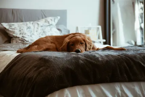 Ein goldener Retriever liegt entspannt auf einem Bett. Für die Hygiene ist es wichtig, dass der Hund nicht auf dem Bett liegt.