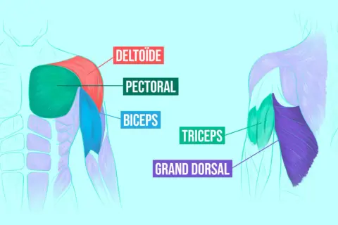 Anatomie des muscles du torse et du bras. Les pompes sollicitent le pectoral, le deltoïde, le triceps et le grand dorsal.