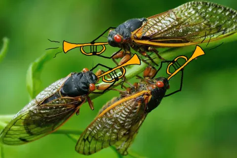 Trzy cykady grają na trąbkach, tworząc muzykę na tle zieleni. To jak koncert "Maanam cykady na cykladach tekst".