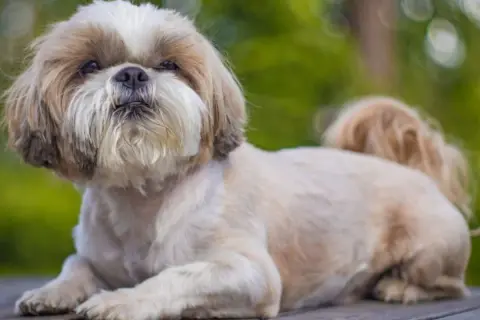 Uroczy shih tzu leży na drewnianym blacie. Choć jego wady są niewielkie, jego urok jest ogromny.