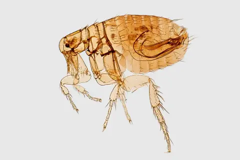Un parásito microscópico, una pulga, con sus patas y cabeza visibles, un recordatorio de las pulgas en casa.