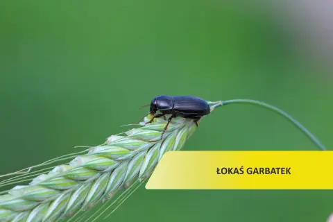 Czarny chrząszcz, łokaś garbatek, siedzi na kłosie zboża. Skuteczne łokaś garbatek zwalczanie to klucz do zdrowych plonów.