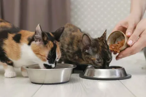 Dos gatos comen comida húmeda de sus cuencos. La pregunta es: ¿cuanta comida húmeda debe comer un gato al día?
