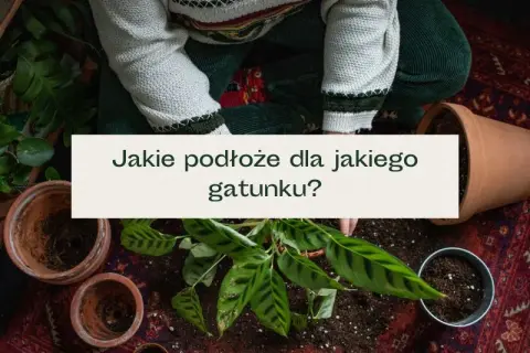 Jaka ziemia do kwiatów ogrodowych? Odkryj najlepsze opcje dla roślin